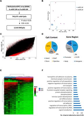 Integrating digital pathology with transcriptomic and epigenomic tools for predicting metastatic uterine tumor aggressiveness